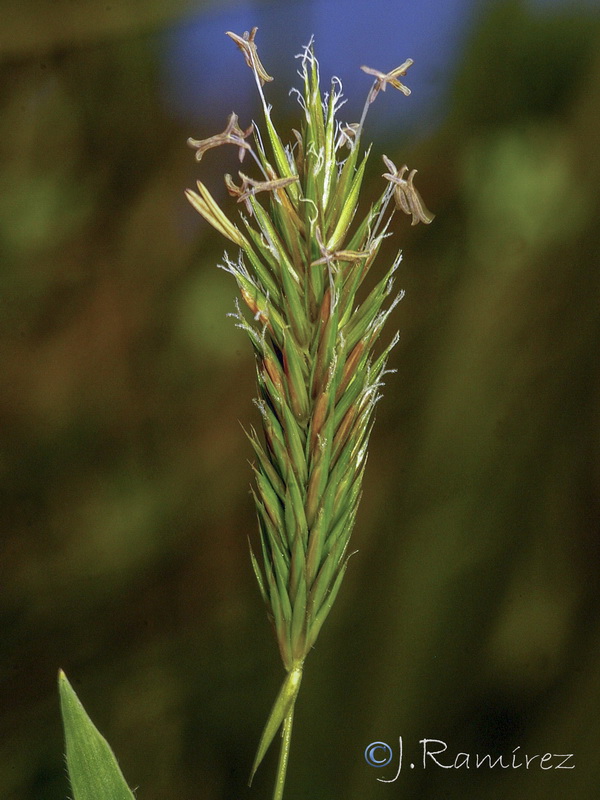 Anthoxanthum ovatum.05