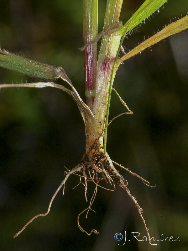 Anthoxanthum ovatum.06