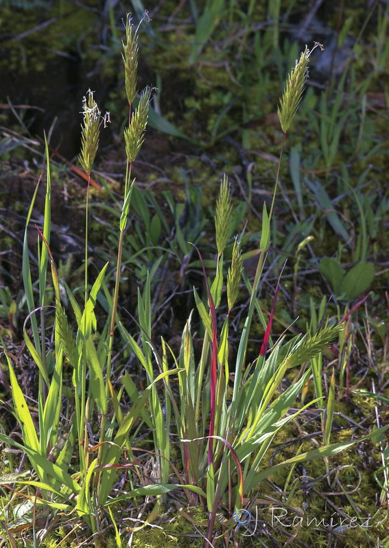 Anthoxanthum ovatum.09