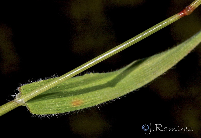 Anthoxanthum ovatum.10