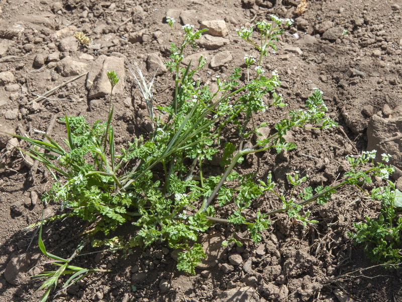 Anthriscus caucalis 2.01