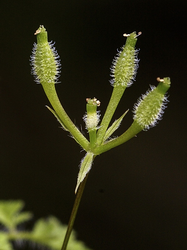 Anthriscus caucalis.14