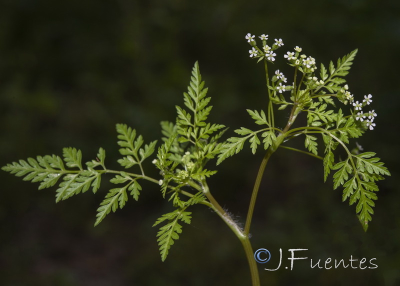 Anthriscus caucalis 2.03