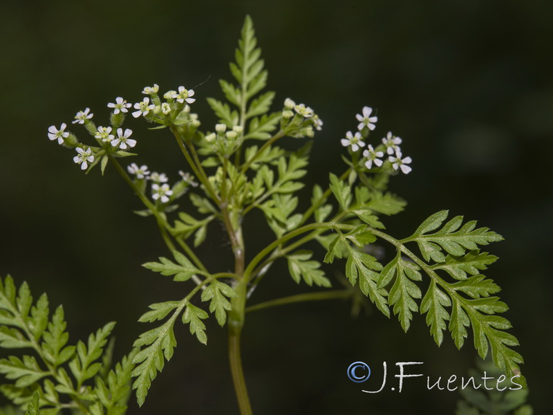 Anthriscus caucalis.30