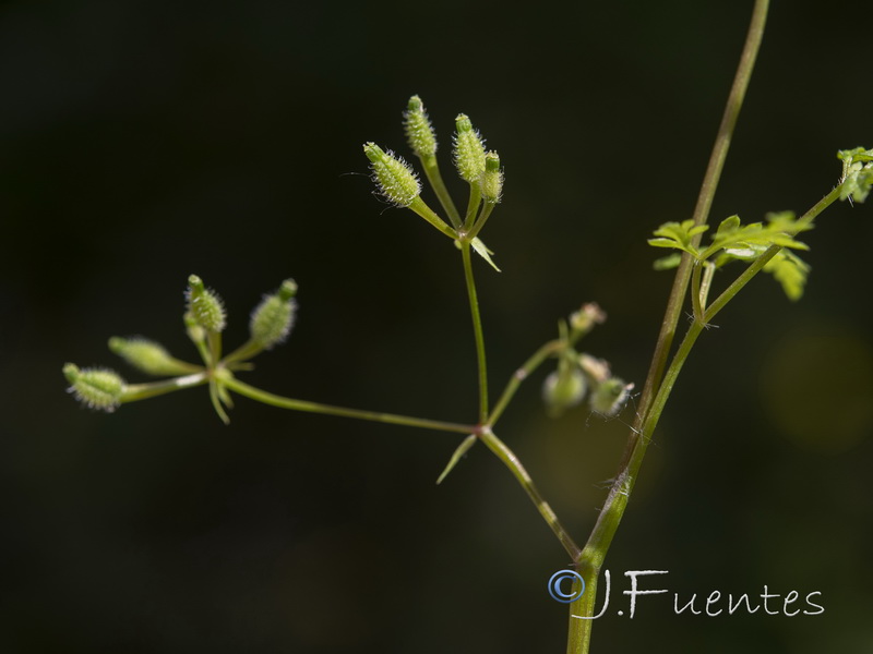 Anthriscus caucalis.31