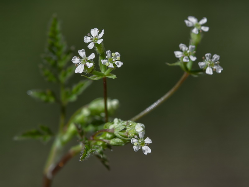 Anthriscus caucalis.51