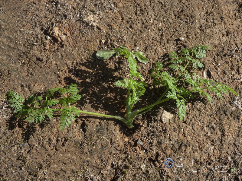 Anthriscus caucalis.52