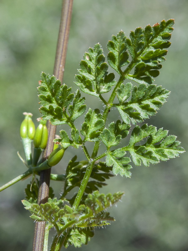 Anthriscus sylvestris.07