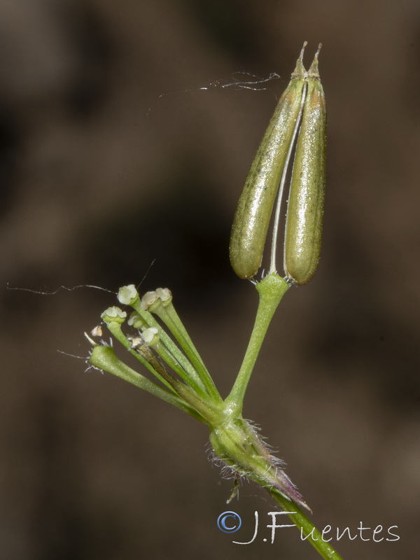 Anthriscus sylvestris.15