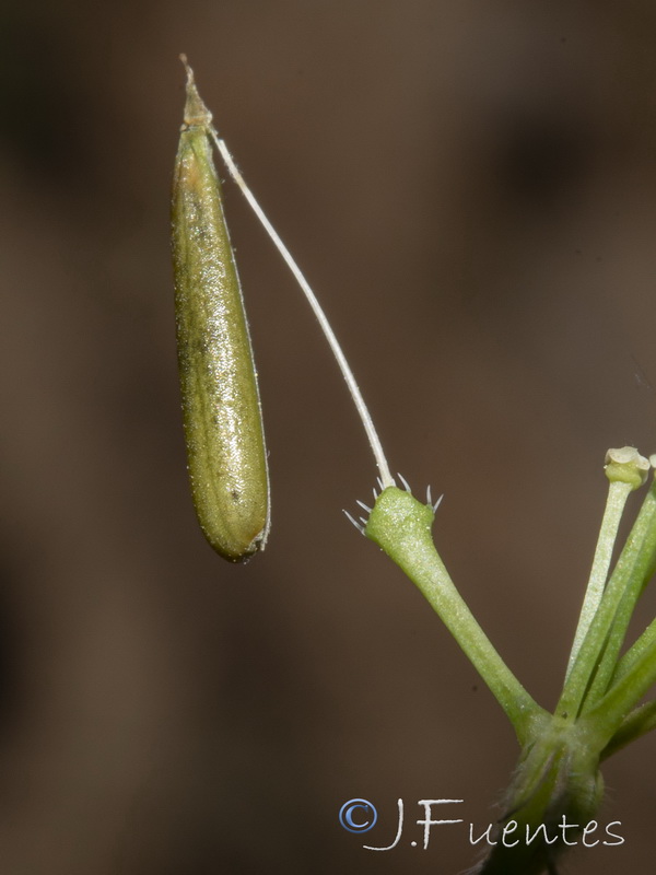 Anthriscus sylvestris.16