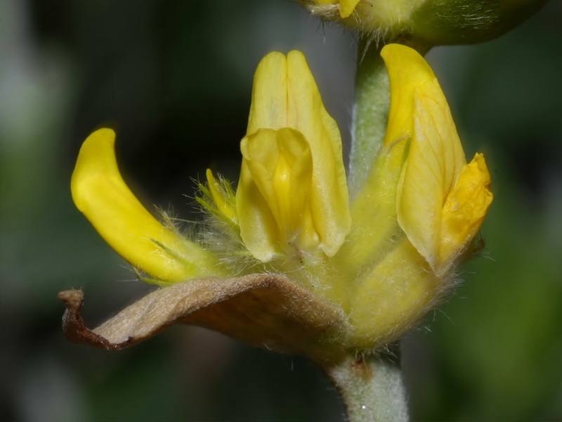 Anthyllis cytisoides.10