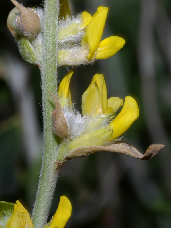 Anthyllis cytisoides.12