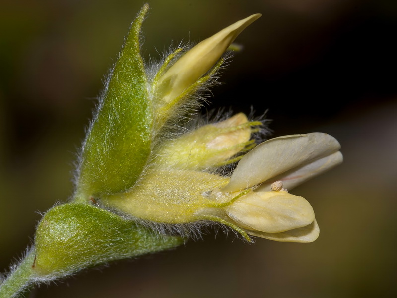 Anthyllis cytisoides.16
