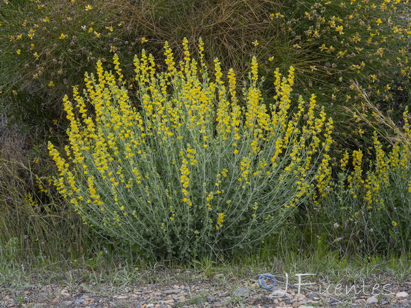 Anthyllis cytisoides.18