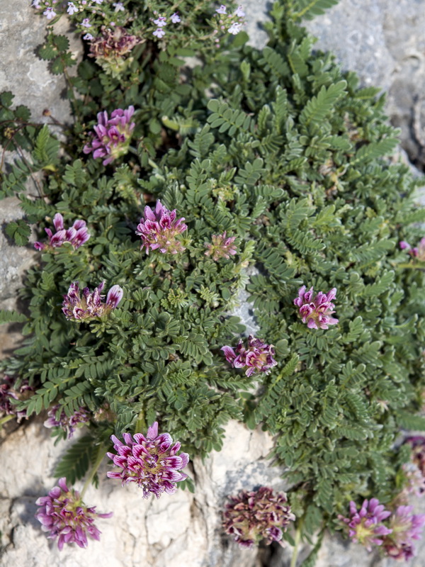 Anthyllis montana.01