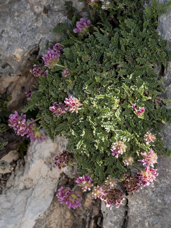 Anthyllis montana.02