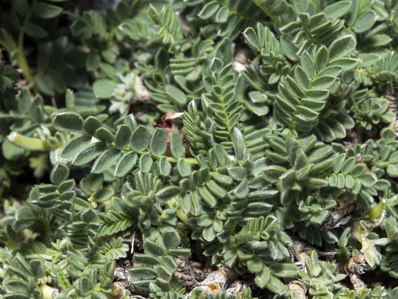 Anthyllis montana.03