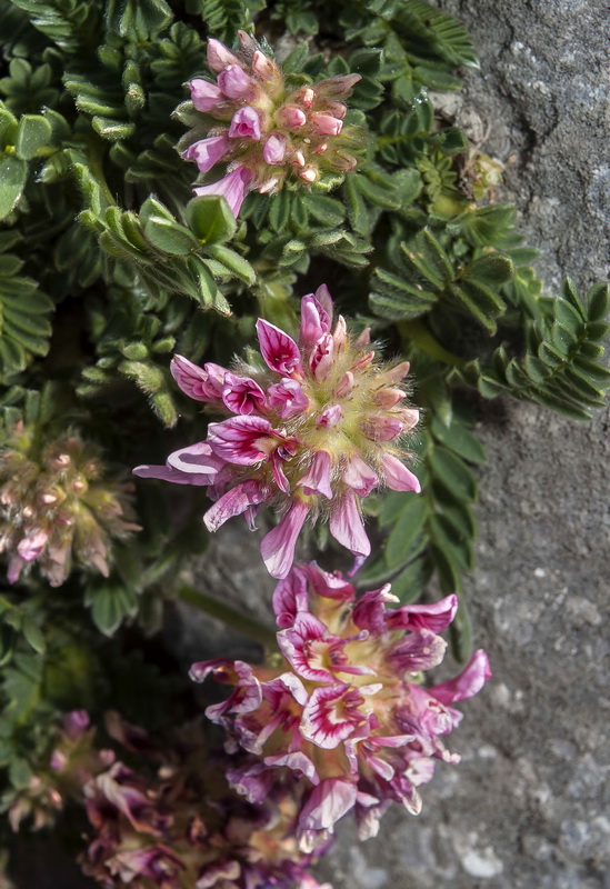 Anthyllis montana.05