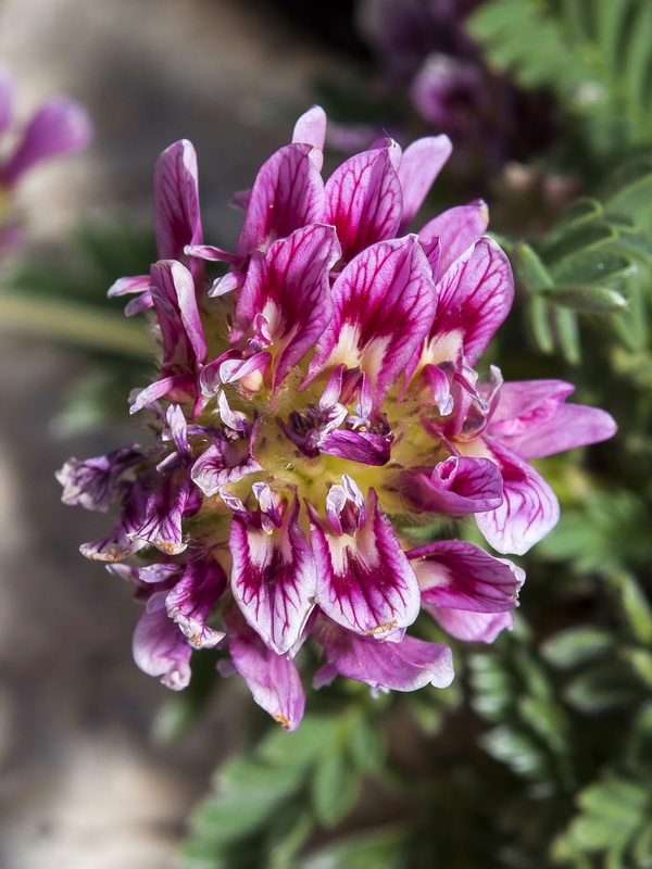 Anthyllis montana.06