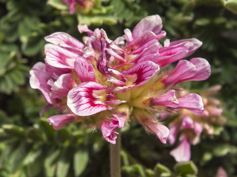 Anthyllis montana.11