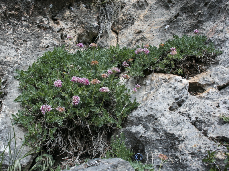 Anthyllis montana.14