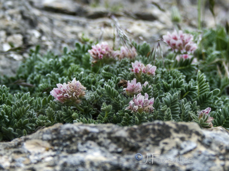 Anthyllis montana.15