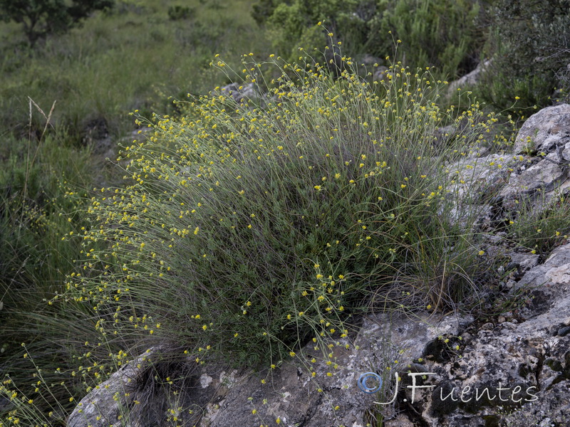 Anthyllis onobrychioides.02