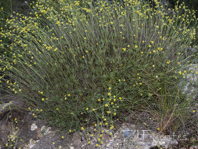 Anthyllis onobrychioides.03