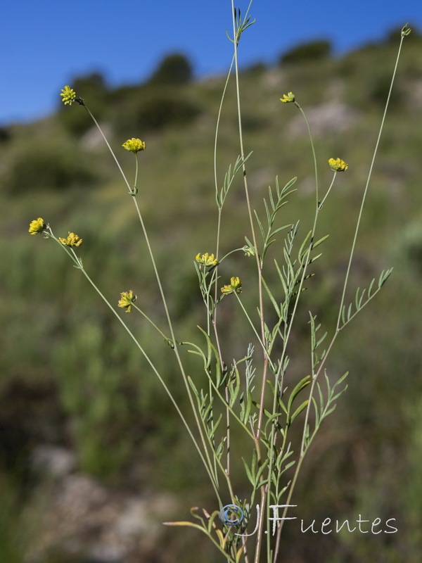 Anthyllis onobrychioides.04