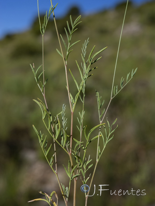 Anthyllis onobrychioides.05