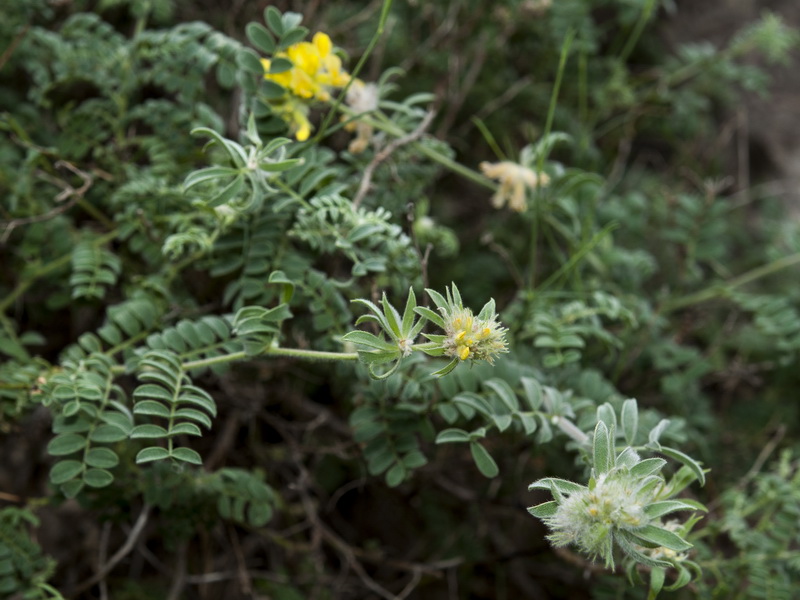 Anthyllis polycephala.04