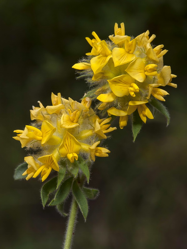 Anthyllis polycephala.14