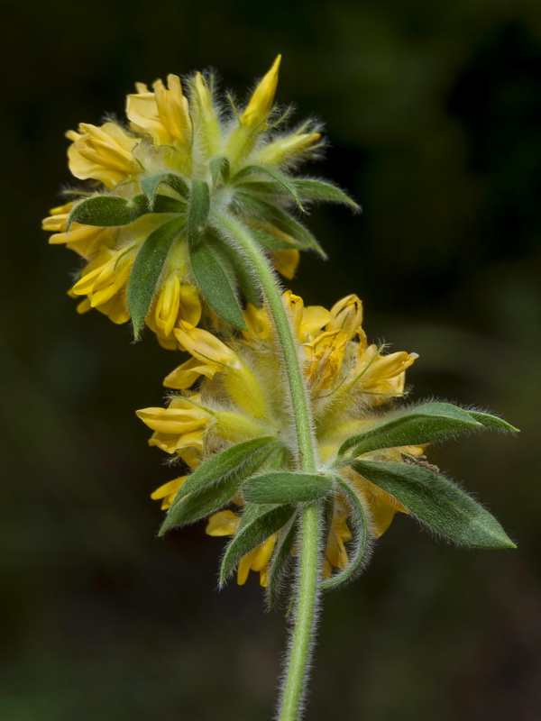 Anthyllis polycephala.15