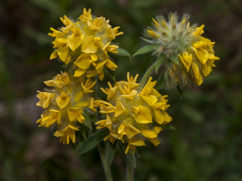 Anthyllis polycephala.17