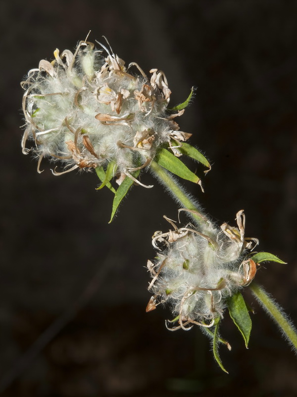 Anthyllis polycephala.20