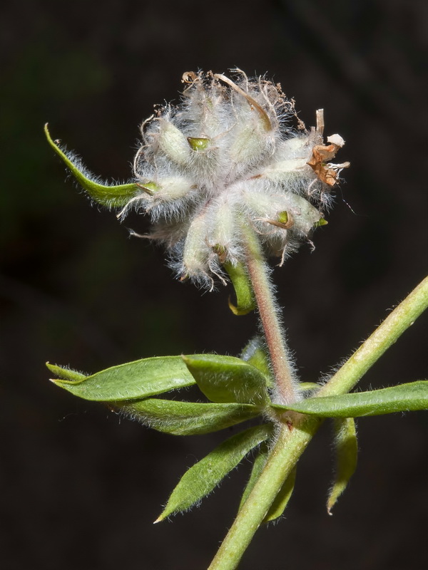 Anthyllis polycephala.21