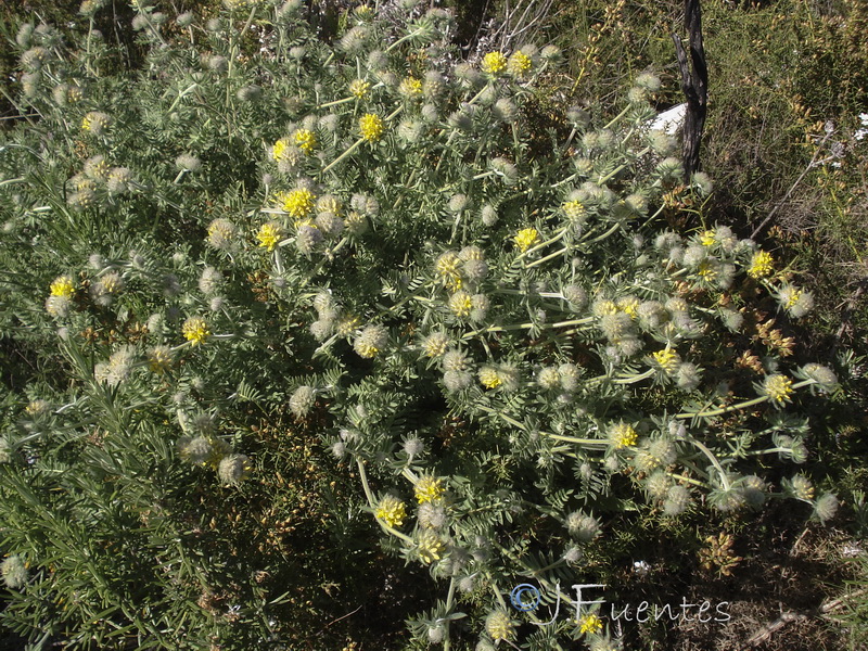 Anthyllis polycephala.28