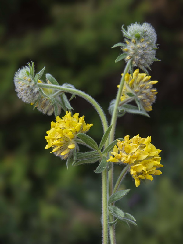 Anthyllis polycephala.32