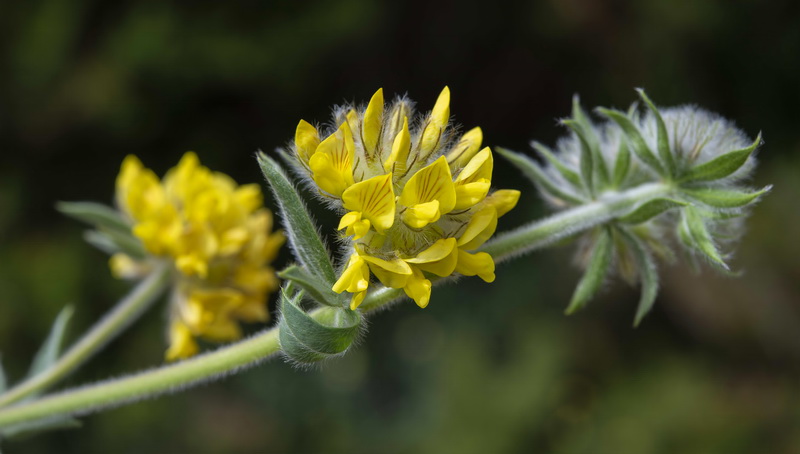 Anthyllis polycephala.33