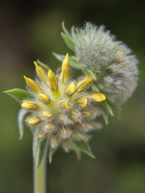 Anthyllis polycephala.26