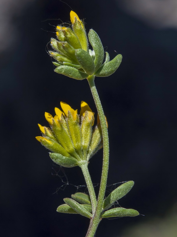 Anthyllis ramburii.05