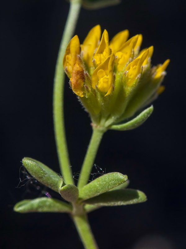 Anthyllis ramburii.06