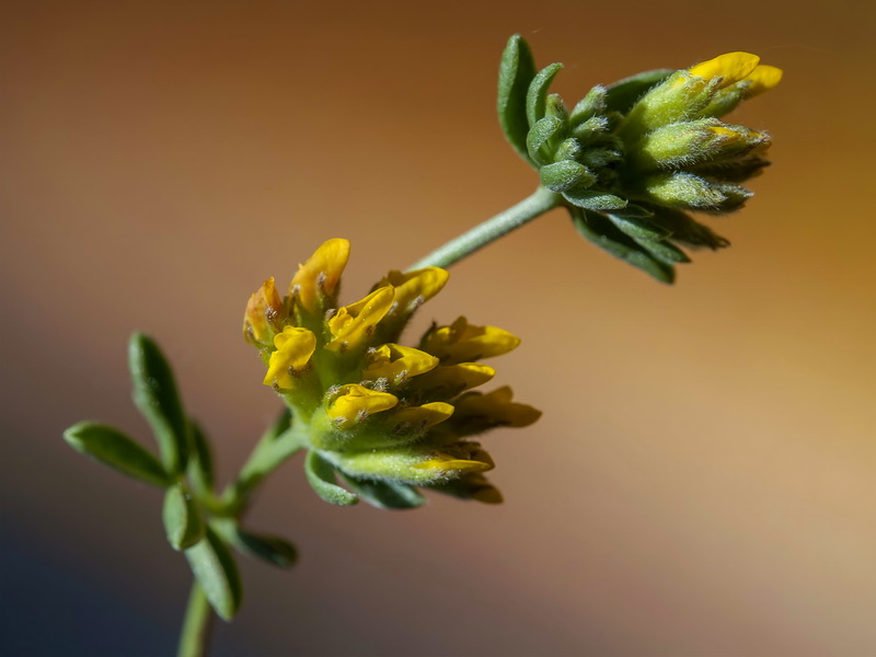 Anthyllis ramburii.07