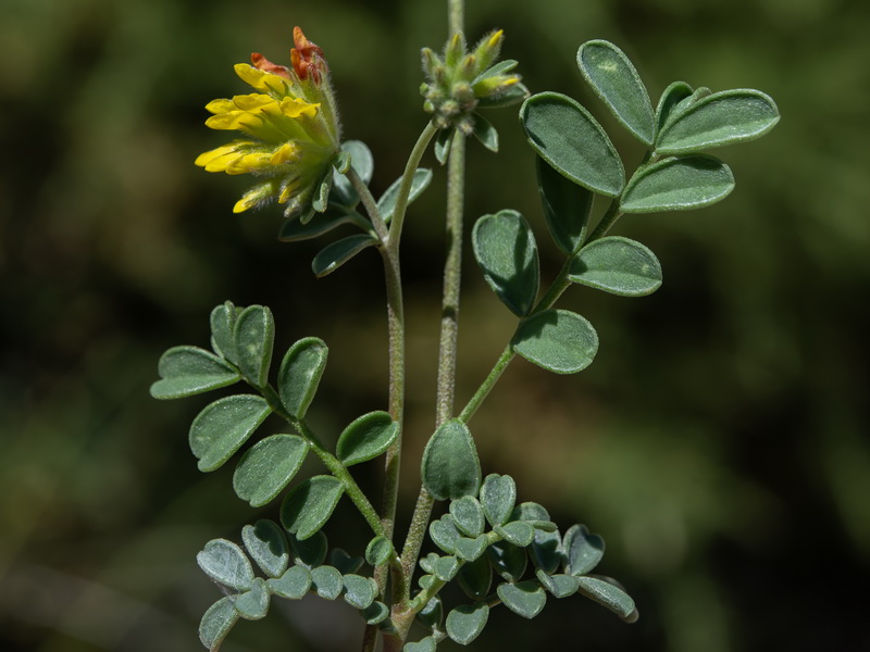 Anthyllis ramburii.02