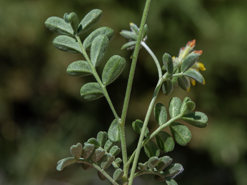Anthyllis ramburii.41