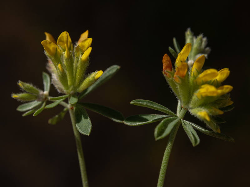 Anthyllis ramburii.43