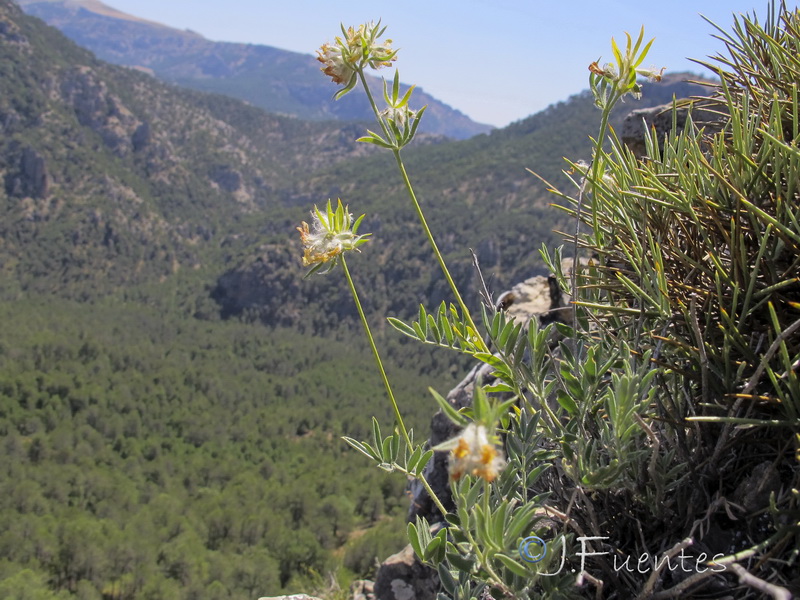 Anthyllis rupestris.02