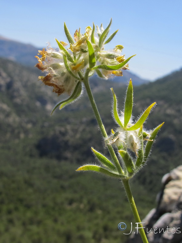 Anthyllis rupestris.03