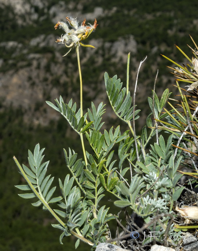 Anthyllis rupestris.04