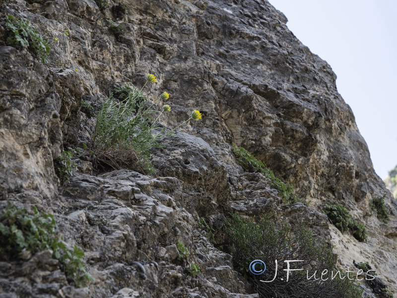 Anthyllis rupestris.01